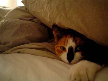 cat_in_bed.jpg
